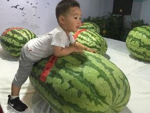 日照最新吃瓜事件,最新吃瓜事件揭秘