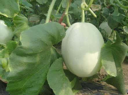 吃瓜不要瓜是什么意思,网络流行语的深层含义