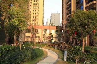 君临新城吃瓜,一场吃瓜盛宴背后的故事