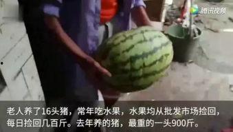 看吃瓜视频大全,看吃瓜视频大全，揭秘娱乐圈幕后故事