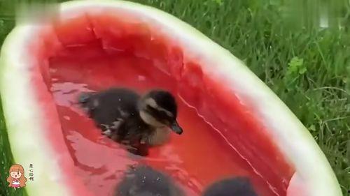 吃瓜鸭鸭,揭秘娱乐圈那些不为人知的幕后故事